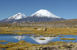 Nord du Chili Parc Lauca