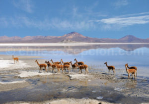 Parc Lauca Chili